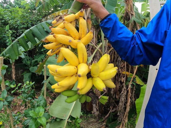 庭のバナナの収穫です