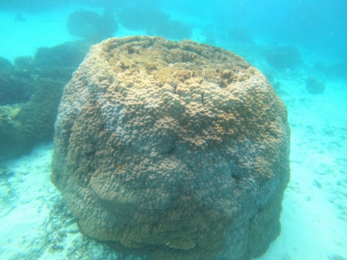 岩みたいなサンゴ、ハマサンゴ