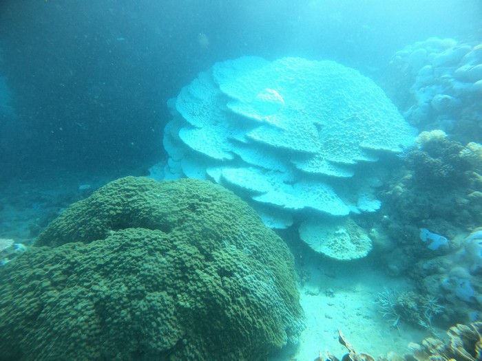 サンゴの白化と健康なサンゴ