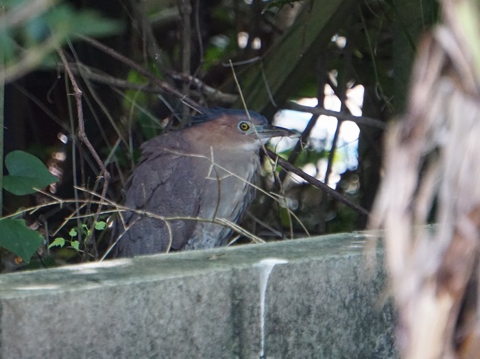 ミゾゴイさんの登場です。