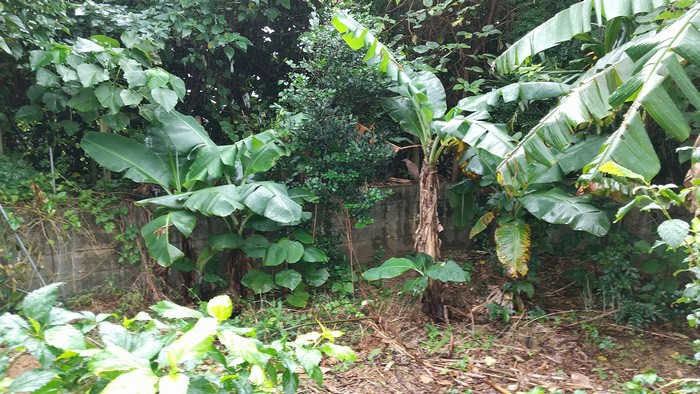 事務所裏、うっそうと生い茂る防風林