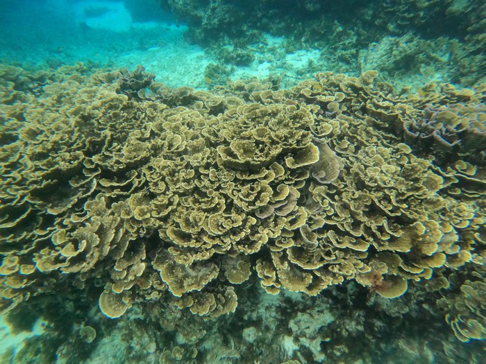 マイタケサンゴの登場です