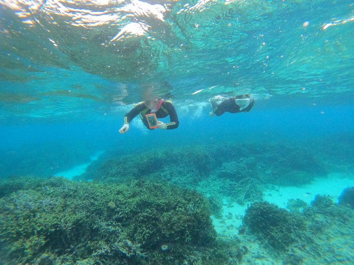 サンゴを楽しんでいきます。