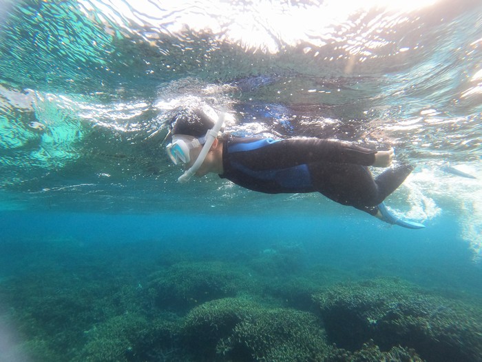 お母さんサンゴを楽しんでいきます。