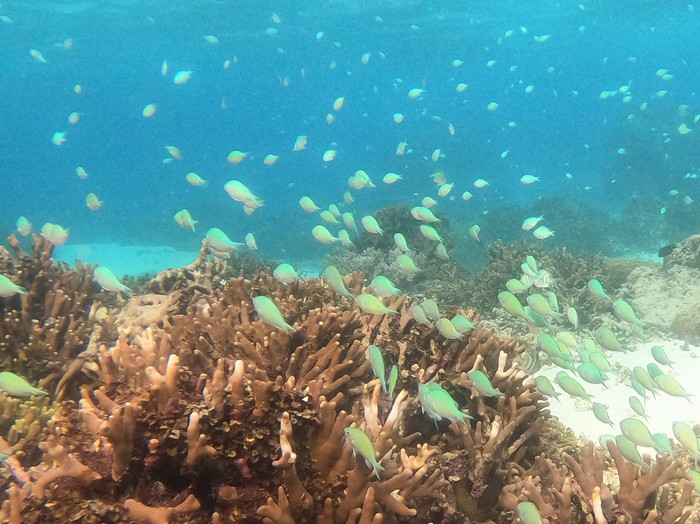 デバスズメダイがいっぱいです