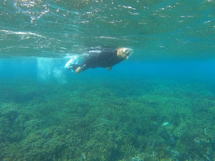 お父さんもぐいぐい泳ぎ回っています。
