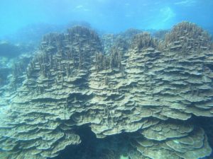 ヒマラヤスギみたい！リクエストはパラオハマサンゴ♪