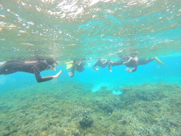 クマノミさん観察