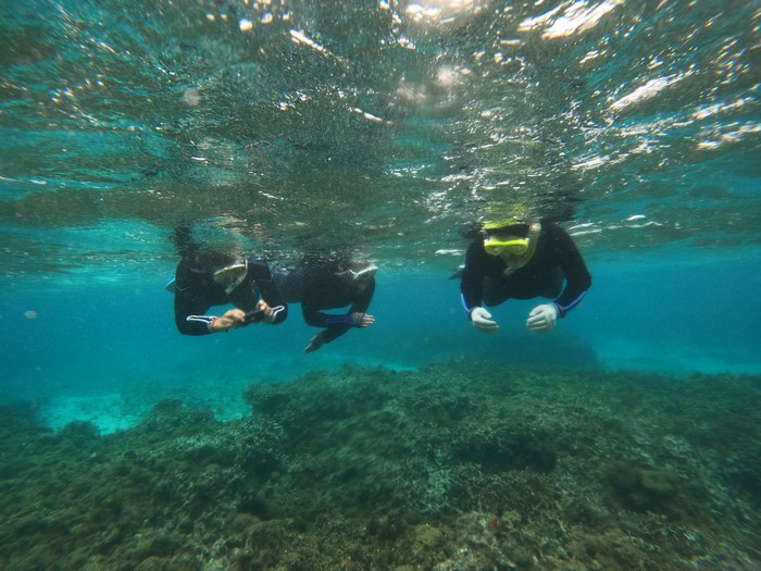 クマノミさんじっくり観察