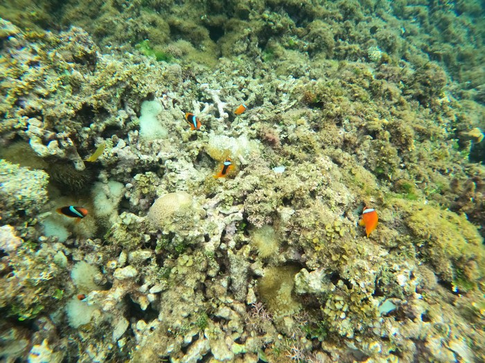 クマノミマンション