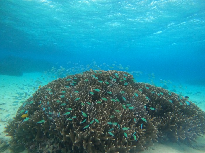水中世界は竜宮城