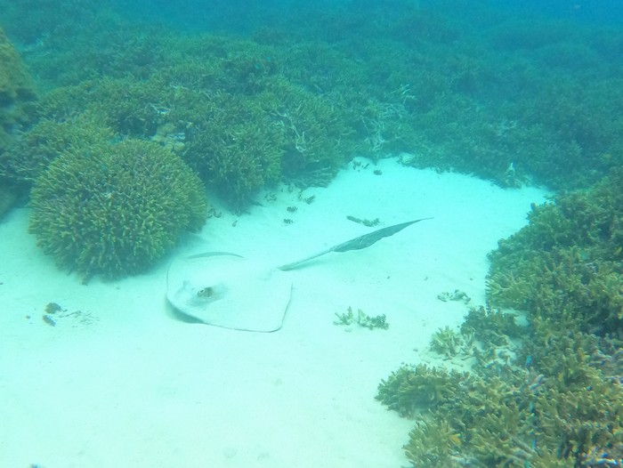 隠れているつもり?エイ