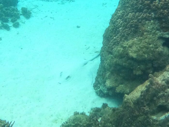 さらに違う場所でもエイ