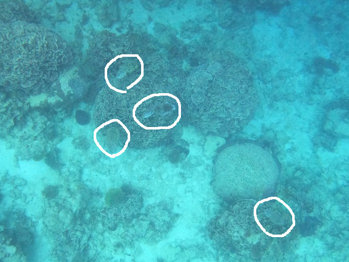 コブシメさん4匹です