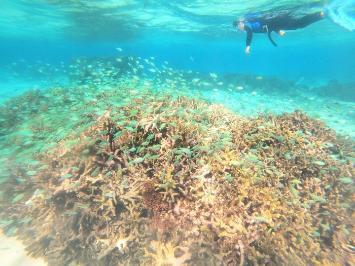 お魚さんわしゃわしゃコース