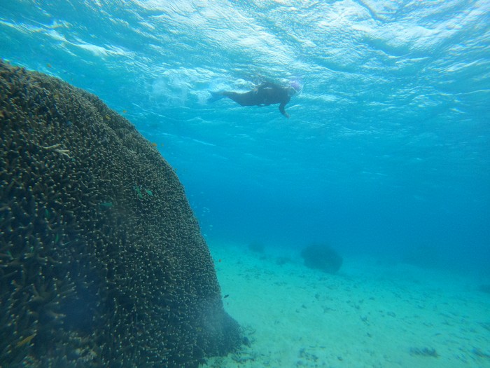 サンゴを楽しんで泳ぎます。