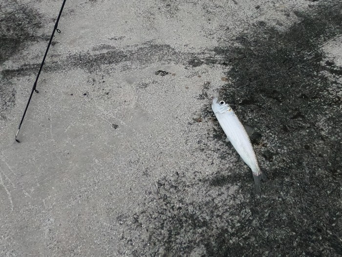 やっと一匹、釣れましたね