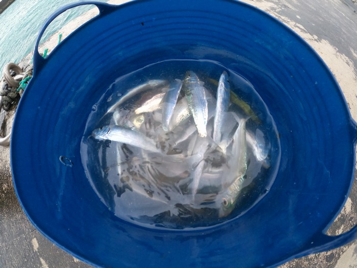 ミジュンが一杯とれました