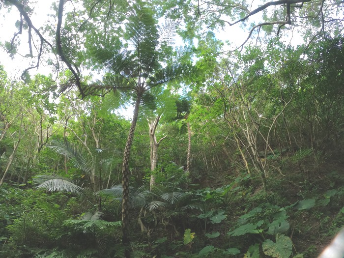 途中は南国風景、熱帯林