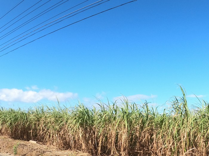 青空とさとうきびと花