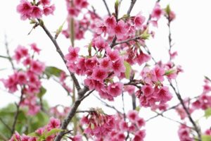 桜に田植えにひまわり♪2月の石垣島は季節感がわからない♪