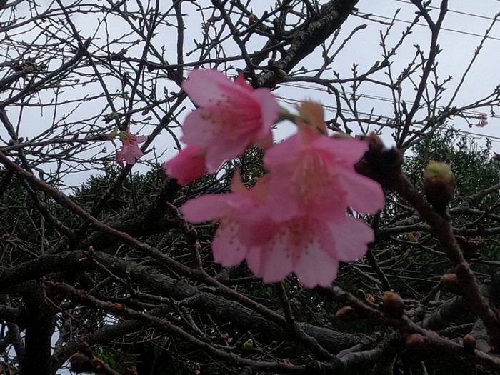 桜が開花しはじめています