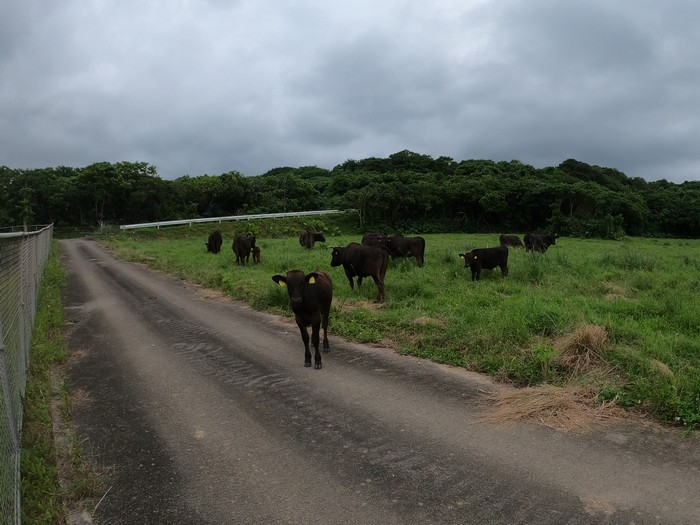 道路を挟んだ向こうの景色は、牛さん
