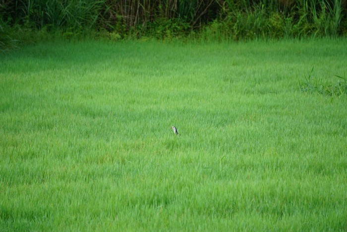 牧草地で隠れんぼのシロハラクイナ