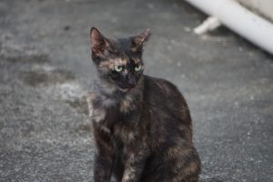 台風５号さん。石垣島は風が上がってきました！