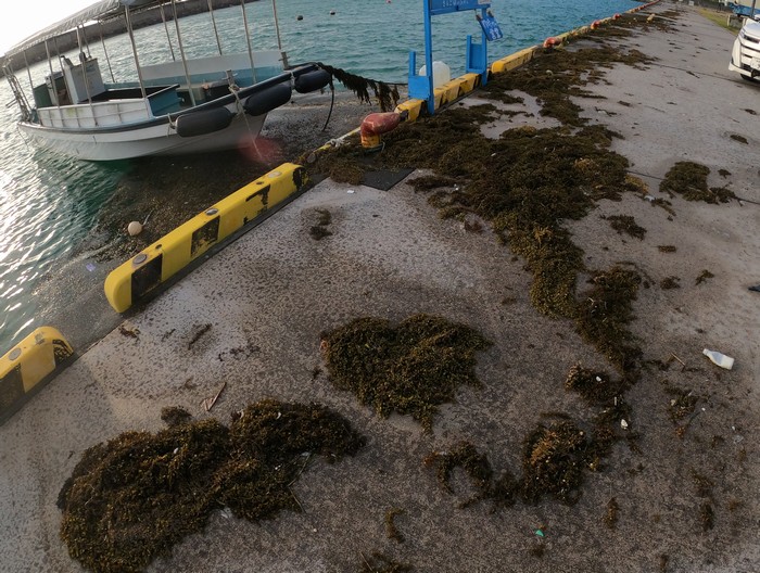 海藻がいっぱいすぎますね。。。