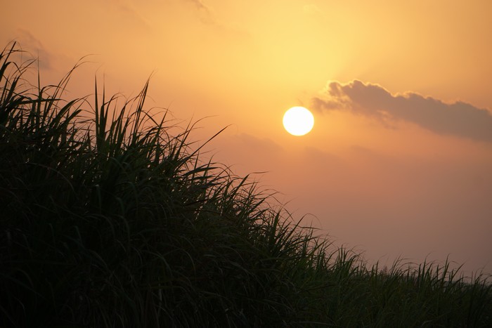朝日とさとうきび