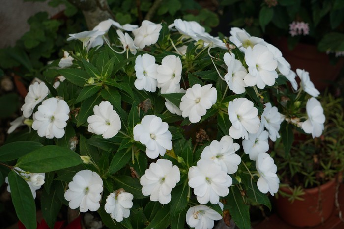 白い花がかわいい