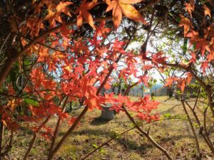 石垣島移住家族の里帰り日記♪島にはない物、探してみました♪
