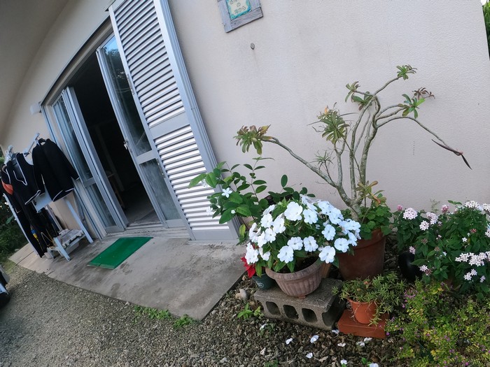 事務所入り口の鉢植えコーナー