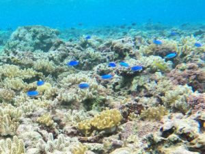 冬の晴れは夏よりもシュノーケル日和です♪