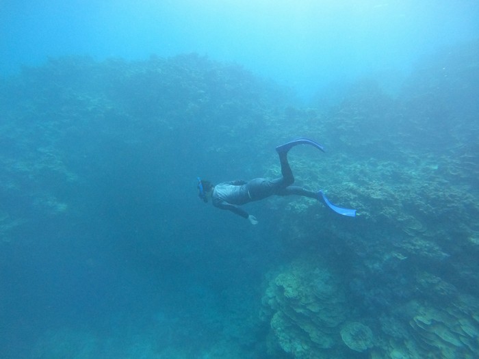パラオハマサンゴを潜って