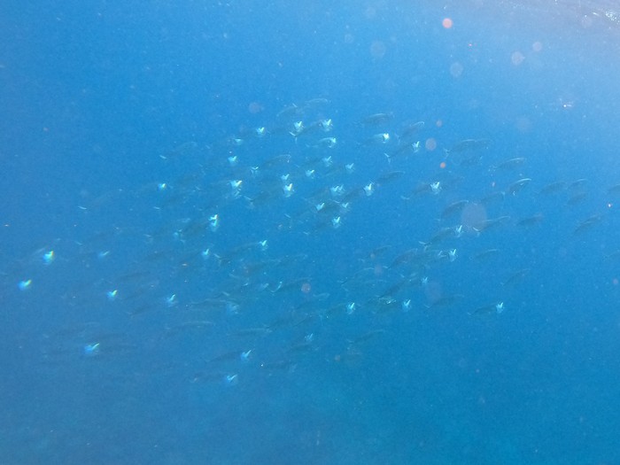 グルクマの群れ