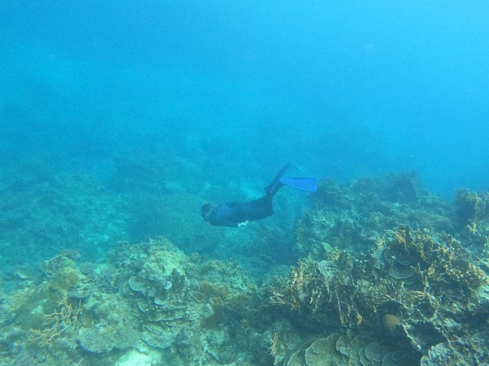 行ける所まで素潜りです