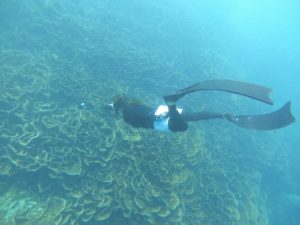 個性あふれるパラオハマサンゴ、リュウキュウキッカサンゴ！に向かってスキンダイビング♪