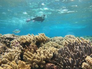 リクエストはお魚わしゃわしゃコース で 荒波体験シュノーケル！