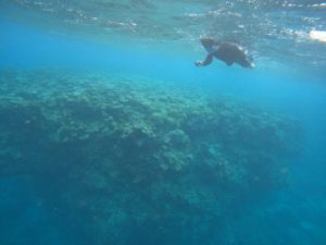 どこかでマイルで石垣島へ！ブランク5年解消シュノーケル♪