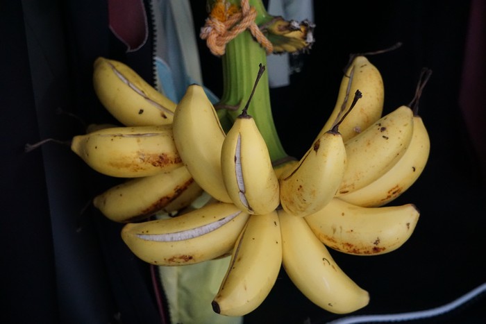 バナナ、熟れてきました。