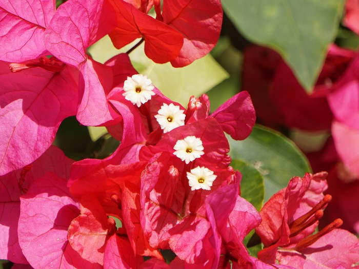 赤のブーゲンビリアの花