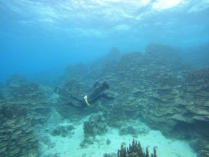 天気は曇り！されど楽しんだ透明度抜群スキンダイビング！