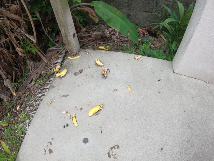 ん！バナナが落ちている