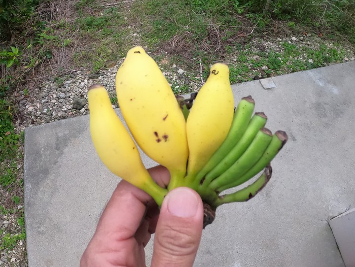すごく小さいミニバナナ
