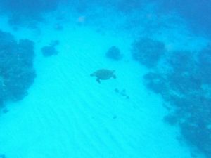石垣島旅行初日はシュノーケリング！ウミガメ、コブシメサプライズツアー！