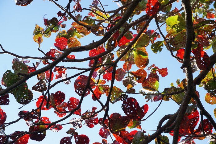 綺麗な赤色、モモタマナの葉
