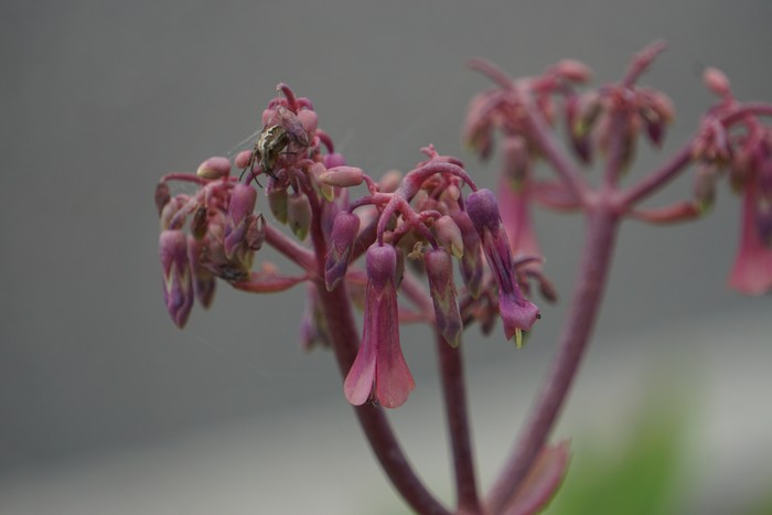 コダカラソウの花