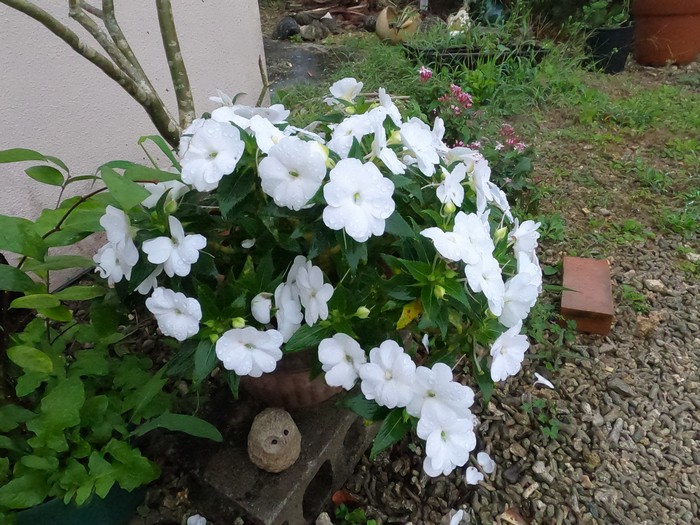 白い花、元気いっぱいです